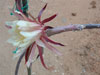 Peniocereus rosei