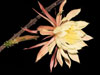 Peniocereus rosei