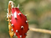 Peniocereus rosei