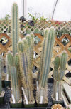 Pilosocereus royenii