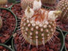 Parodia rutilans