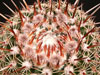 Parodia rutilans