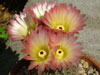 Parodia rutilans