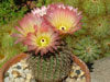 Parodia rutilans