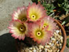 Parodia rutilans