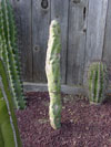 Pachycereus schottii