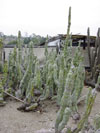 Pachycereus schottii