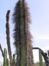 Pachycereus schottii