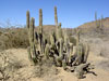 Pachycereus schottii