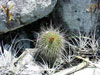 Parodia schumanniana