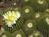 Parodia schumanniana