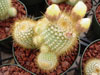 Parodia scopa