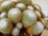 Parodia scopa