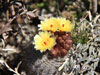 Parodia scopa