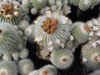 Parodia scopa