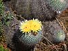 Parodia scopa