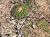 Parodia sellowii