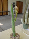 Peniocereus serpentinus