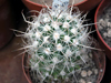 Pediocactus sileri