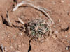 Pediocactus sileri