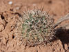 Pediocactus sileri