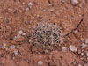 Pediocactus sileri