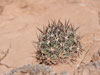 Pediocactus sileri