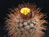 Parodia taratensis