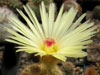 Parodia tenuicylindrica