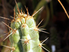 Pilosocereus tuberculatus