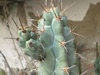 Pilosocereus tuberculatus