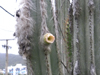 Pilosocereus ulei