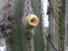 Pilosocereus ulei