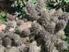 Pterocactus valentinii