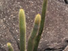 Pilosocereus vilaboensis