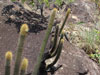 Pilosocereus vilaboensis