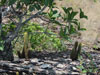 Pilosocereus vilaboensis