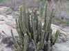 Pilosocereus vilaboensis