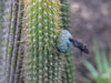 Pilosocereus vilaboensis