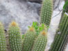 Pilosocereus vilaboensis