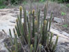 Pilosocereus vilaboensis