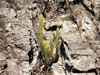 Pilosocereus vilaboensis