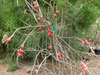 Peniocereus viperinus