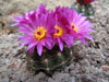 Parodia werneri