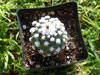 Pediocactus winkleri