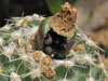 Pediocactus winkleri