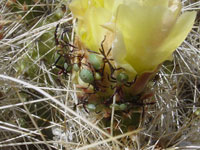 cactus bugs