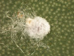opuntia cochineal