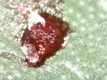 red dye cochineal insect