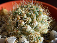 cactus spider mites